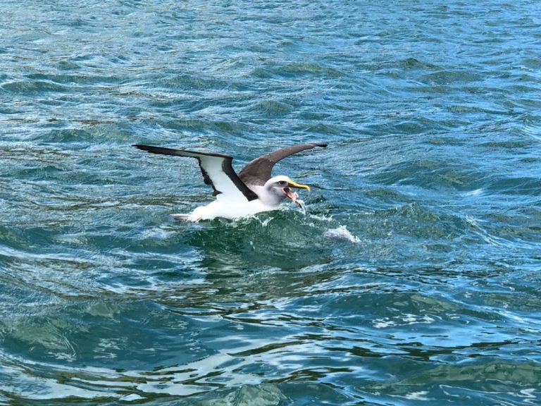 Albatrossen en pinguïns