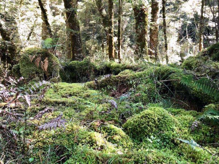 Catlin Rain Forest