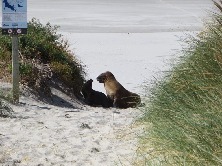 Stranden, zeeleeuwen en albatrossen