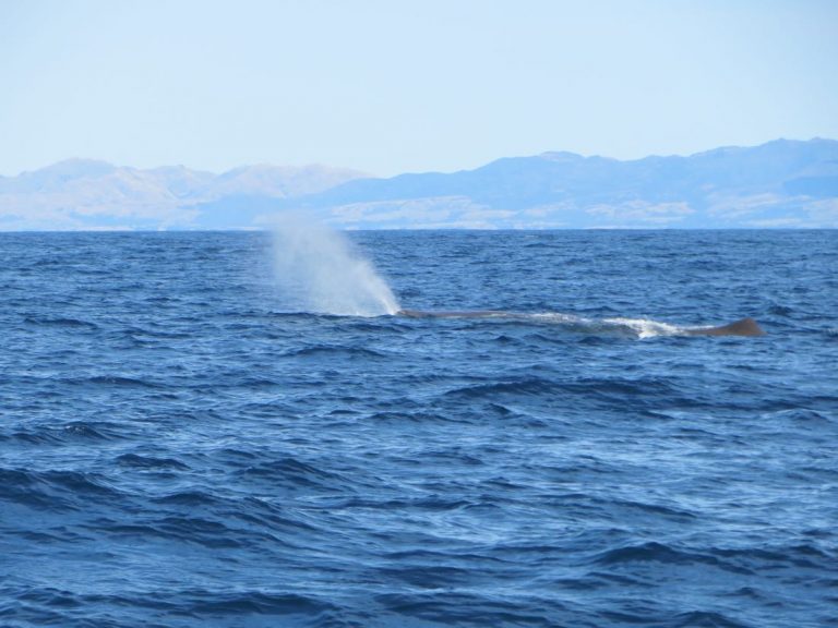Whale Watch Kaikoura